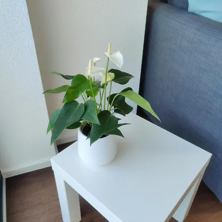 Eyach بالينغن